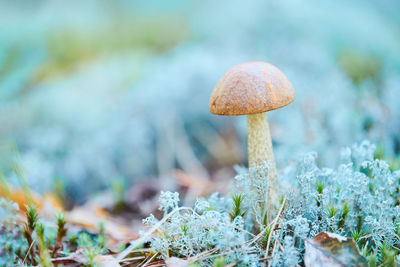 Close-up of mushroom growing on field