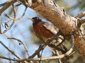 Close-up of bird perching on branch