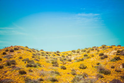 Scenic view of autumn trees against sky