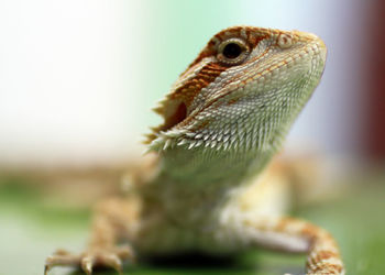 Close-up of lizard