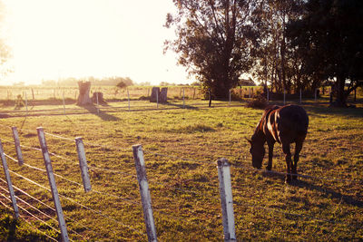 Horses grazing on field