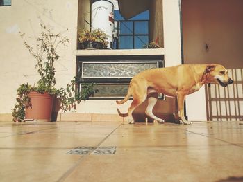 Dog standing on tiled floor against building