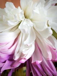 Close-up of fresh pink flowers