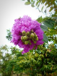 Close-up of pink flowers