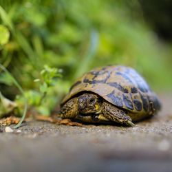 Close-up of tortoise on leaf