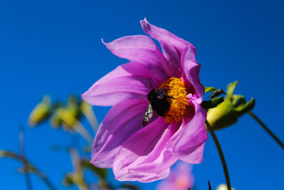 Close-up of honey bee pollinating on purple flower