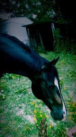 Close-up of horse on grass