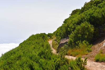 Plants growing on land against sky