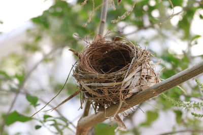 Close-up of bird nest on branch