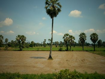 Palm trees on field against sky