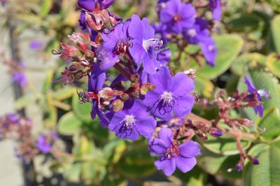 Close-up of purple flowers