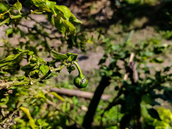 Capsicum pubescens is native to bolivia and peru and dates back to pre-incan times