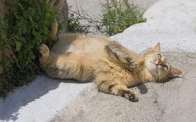 Cat relaxing outdoors