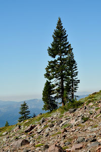 Pine tree on rock against sky