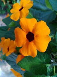 Close-up of yellow flower