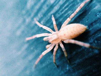 Close-up of spider