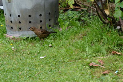 Close-up of bird on grass