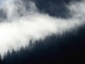 Trees in forest against sky