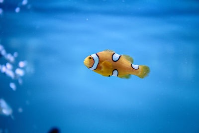 Close-up of fish swimming in aquarium