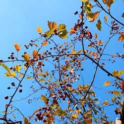 Low angle view of flowering tree against blue sky