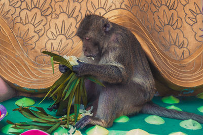 Monkey holding flowers while sitting against patterned wall at zoo