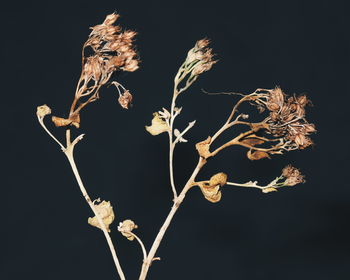 Close-up of dried plant against black background