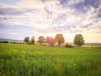 Scenic view of field against sky