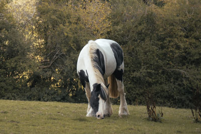 View of horse grazing on field