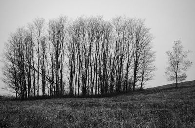 Trees on grassy field