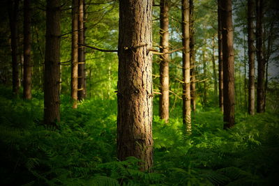 Trees in forest