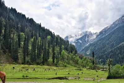 Panoramic view of green grazing on field against sky
