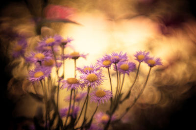 Close-up of purple flowering plants