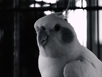 Close-up of bird against blurred background