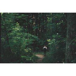 Deer grazing in forest