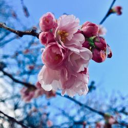 Close-up of cherry blossoms in spring