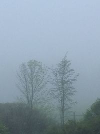 Trees in foggy weather
