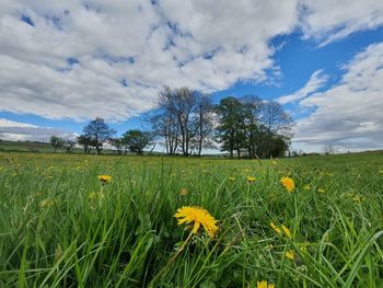 Scenic view of grassy field against cloudy sky