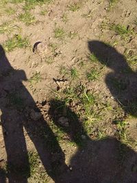 Shadow of a cat on field