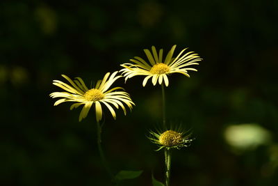 Close-up of white flowers