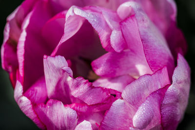 Close-up of pink flower blooming outdoors