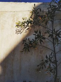 Close-up of plant against wall
