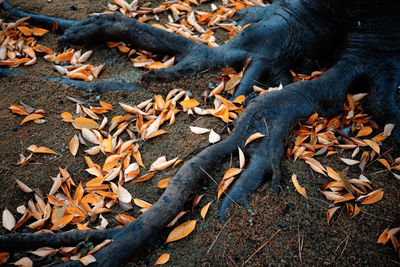 High angle view of dry leaves on field during autumn