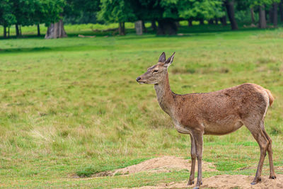 Side view of deer standing on field