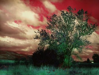 Tree on field against sky at sunset