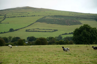 Sheep grazing in pasture against hill