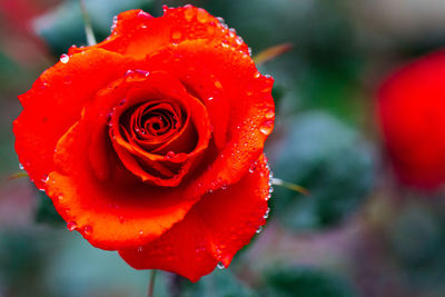 Close-up of wet red rose blooming outdoors