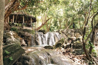 Scenic view of waterfall in forest