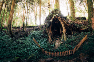 Panoramic shot of trees in forest