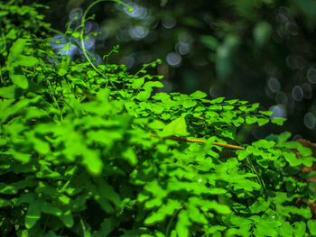 Close-up of green leaves