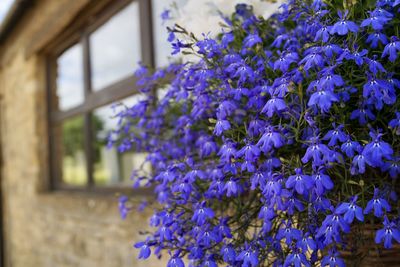 Close-up of purple flowering plant hanging on building